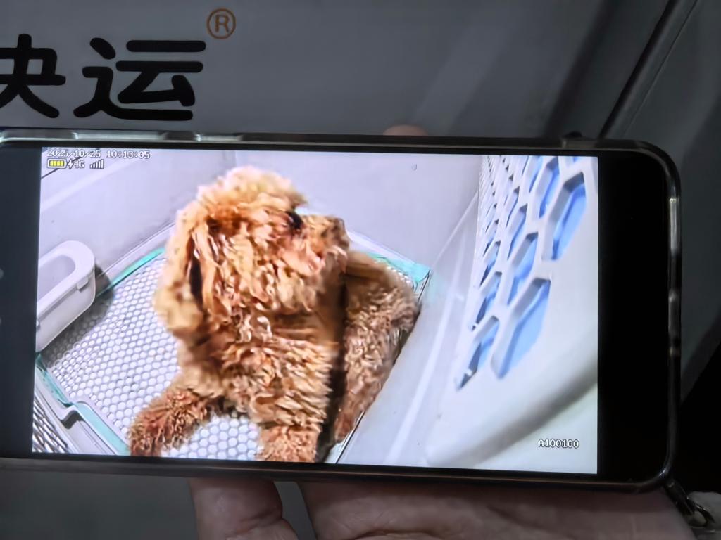 让“携宠出行”更便捷——铁路宠物托运服务见闻