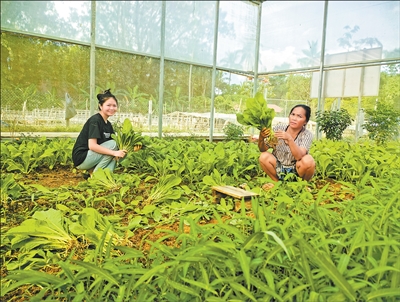 “特色蔬菜产业铺就一条致富路”