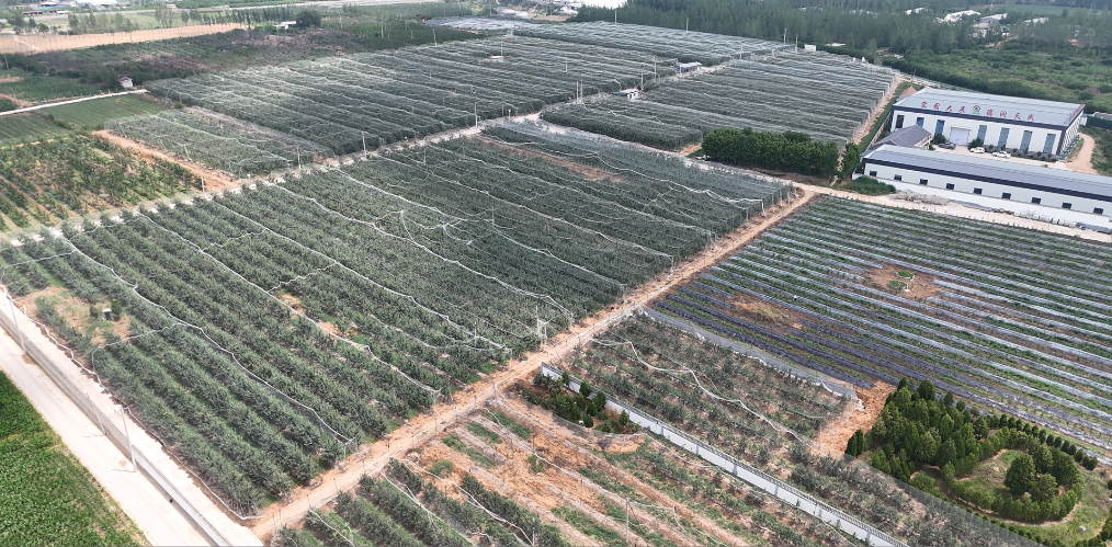 山东新泰：“种养融合”盘活“生态账本”